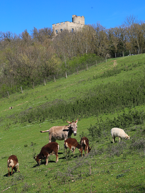 Site d'éco-paturage de Saint-Quentin-Fallavier